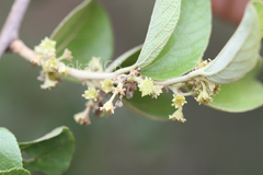 Ziziphus xylopyrus